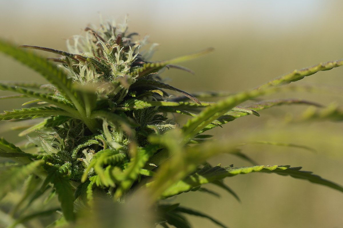 Malawi legalizes growing of cannabis