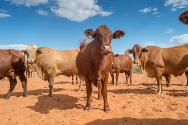 Namibia becomes the first African country to export red meat to the US