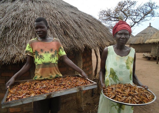 Ugandans ‘eat locusts’ after they devoured their crops