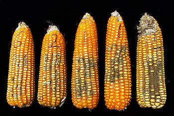 EAC to source more funds to avoid aflatoxin in food