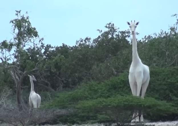 Rare white giraffes killed in Kenya