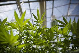 marijuana licence