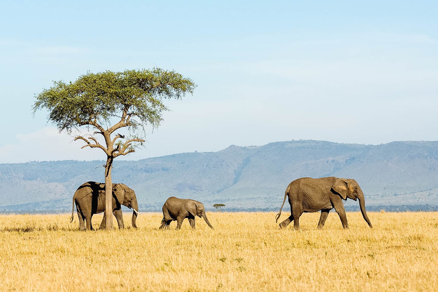 Tanzania extends visas for stranded tourists