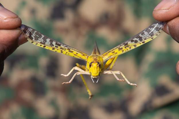 Locust swarm invades eastern Uganda