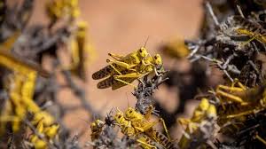 Locusts return to Teso sub-region in full force