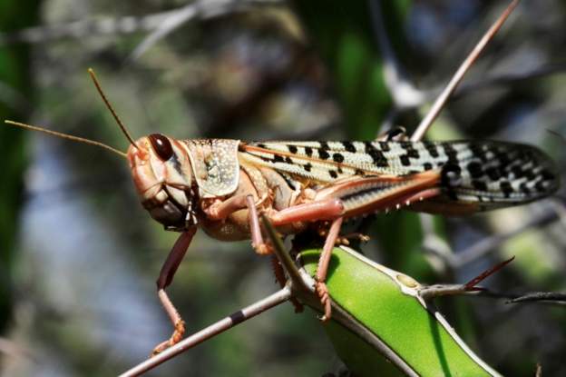 World Bank approves locust loans for East Africa