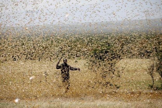 New locusts swarms ‘threaten food security in East Africa’