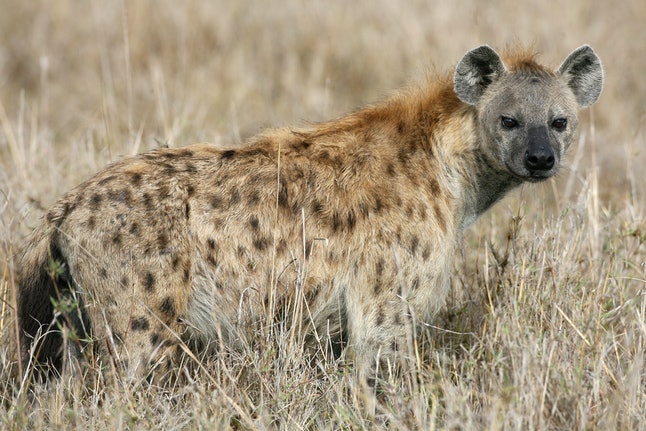Animal Species With Crazy Sex Lives That Will Make Yours Seem Ultra-Tame