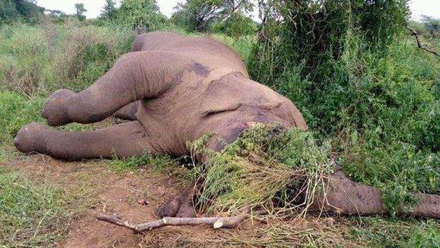 Six elephants killed in poaching ‘massacre’ in Ethiopia