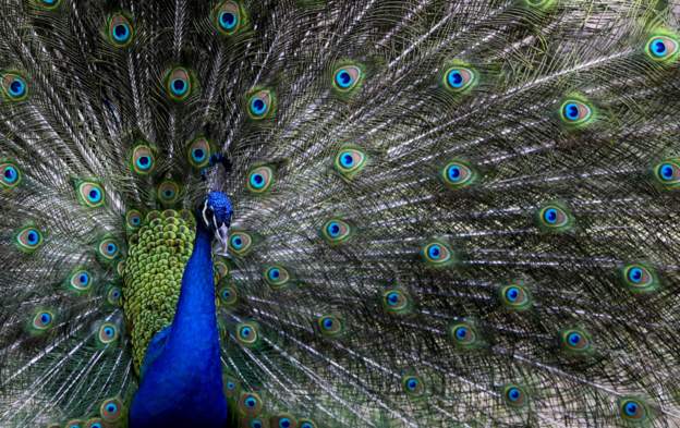 Tanzania’s Magufuli gives ex-presidents peacocks