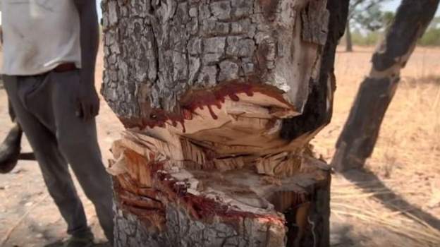 Top Gambian officials linked to the smuggling of rare tree