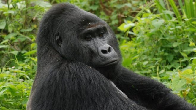 Killer of Rafiki, Uganda’s rare silverback mountain gorilla, jailed