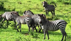 EU approves visit to Uganda parks