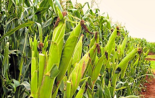 Fertilizer distribution project seeks to double maize production